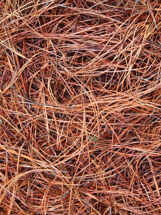 prod-pinestraw-delivery-garner-nc